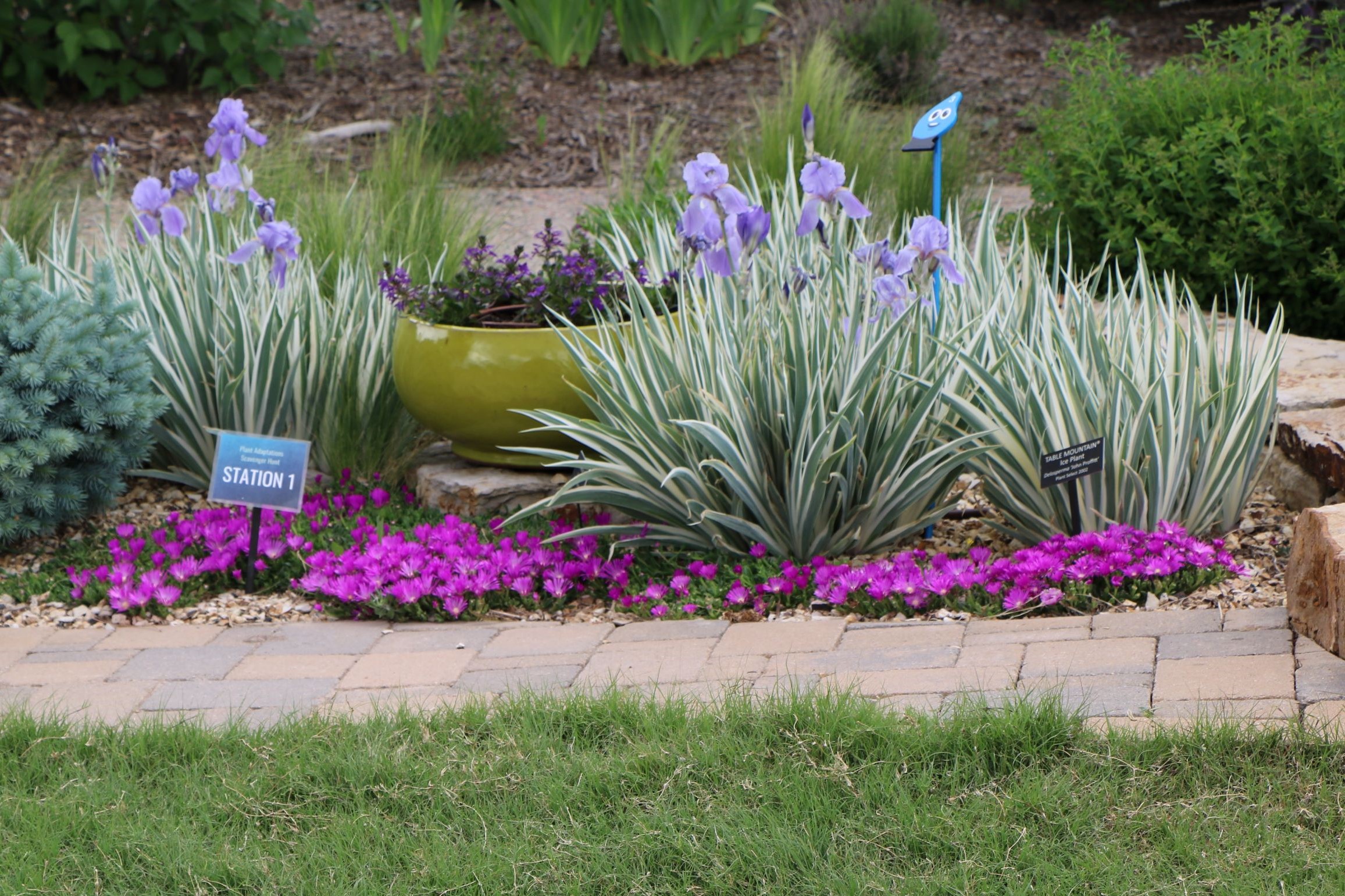 White Dalmatian Iris